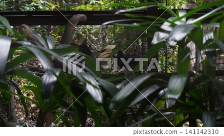 Oriental Pied Hornbill Birds at the Zoo Oriental Pied Hornbill Birds at the Zoo 141142310