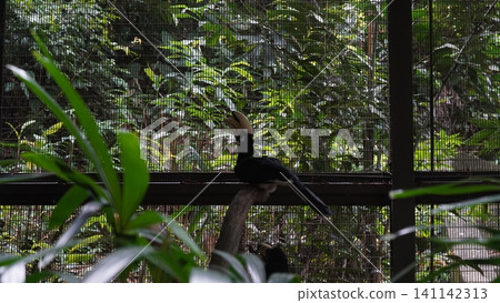 Oriental Pied Hornbill Bird in Captivity Oriental Pied Hornbill Bird in Captivity 141142313