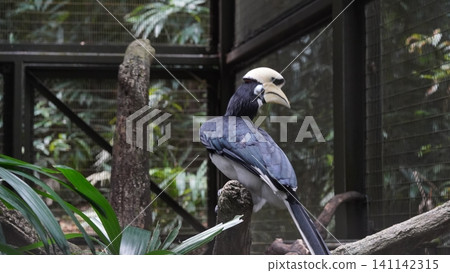 Oriental Pied Hornbill Bird in Captivity at the Zoo Oriental Pied Hornbill Bird in Captivity at the Zoo 141142315