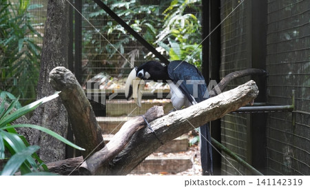 Oriental Pied Hornbill Bird Perched on Branch in Captivity Oriental Pied Hornbill Bird Perched on Branch in Captivity 141142319