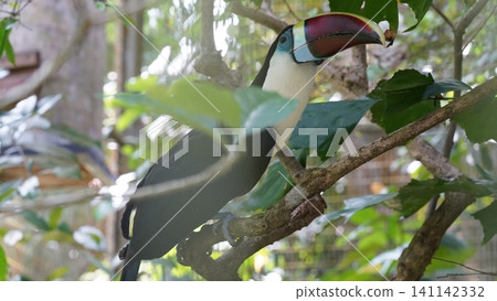 Channel Billed Toucan Bird in Lush Green Foliage Channel Billed Toucan Bird in Lush Green Foliage 141142332
