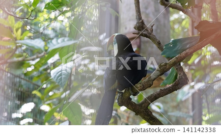 Channel Billed Toucan in the Wild Channel Billed Toucan in the Wild 141142338