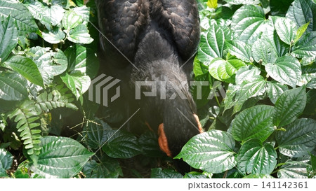 Black Swan Amongst Lush Greenery Bird Photography Black Swan Amongst Lush Greenery Bird Photography 141142361
