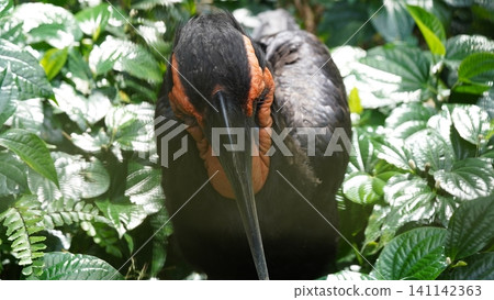 Southern Ground Hornbill Bird Portrait Among Green Leaves Southern Ground Hornbill Bird Portrait Among Green Leaves 141142363
