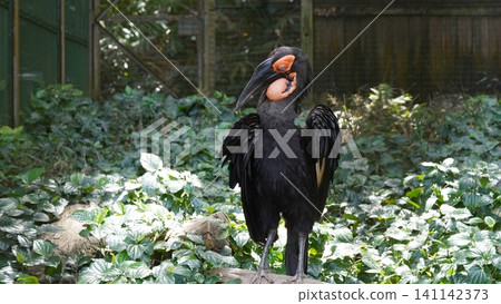Abyssinian Ground Hornbill Bird Portrait in Natural Setting Abyssinian Ground Hornbill Bird Portrait in Natural Setting 141142373