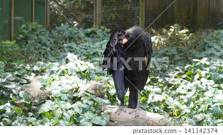 Wattled Curassow Bird Perched on a Branch Wattled Curassow Bird Perched on a Branch 141142374