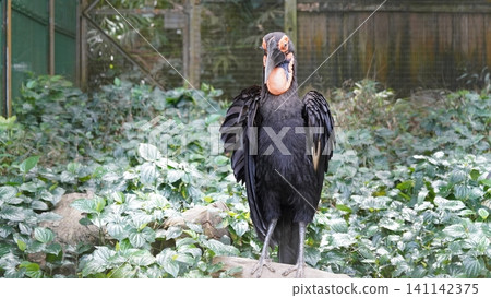 Southern Ground Hornbill Bird Bucorvus Leadbeateri Portrait Southern Ground Hornbill Bird Bucorvus Leadbeateri Portrait 141142375