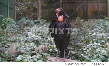 Southern Ground Hornbill Bird in Natural Habitat Southern Ground Hornbill Bird in Natural Habitat 141142376