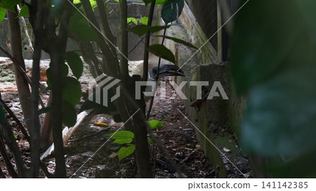 Visayan Hornbill Bird Hidden Behind Branches in Enclosure Visayan Hornbill Bird Hidden Behind Branches in Enclosure 141142385