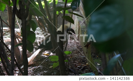 White Crested Hornbill Bird Tropical Wildlife Photo White Crested Hornbill Bird Tropical Wildlife Photo 141142386