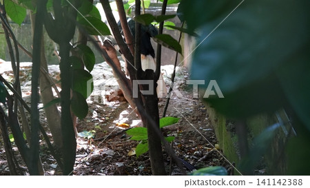 Oriental Pied Hornbill Bird Behind Trees and Foliage Oriental Pied Hornbill Bird Behind Trees and Foliage 141142388