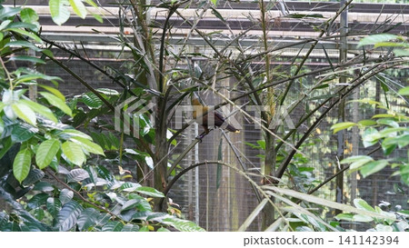Yellow Footed Green Pigeon in Natural Habitat Yellow Footed Green Pigeon in Natural Habitat 141142394