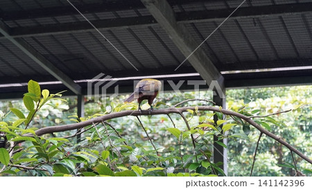 Beautiful Bird on Branch in Captivity Exotic Wildlife Beautiful Bird on Branch in Captivity Exotic Wildlife 141142396