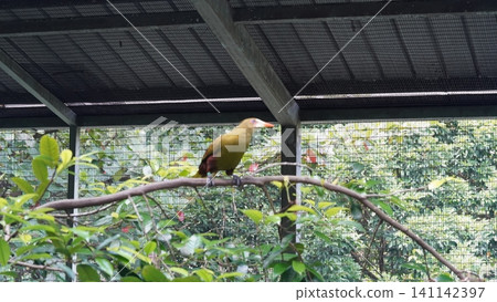 Olive Backed Sunbird Bird Perched on a Branch Olive Backed Sunbird Bird Perched on a Branch 141142397