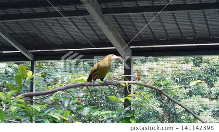 Olive Backed Euphonia Bird on a Branch 141142398