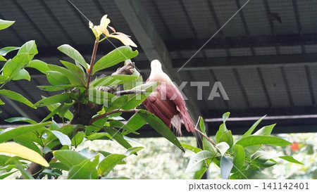 Beautiful Knobbed Fruit Dove Bird in Lush Green Foliage 141142401
