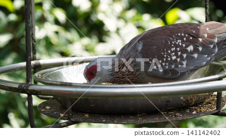 Mindanao Bleeding Heart Eating in a Bird Feeder 141142402