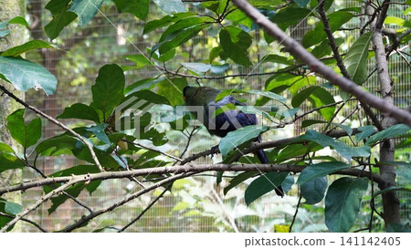 Violet Turaco Bird in Green Forest Setting 141142405