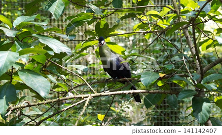 Purple Turaco Bird Perched Among Green Leaves Purple Turaco Bird Perched Among Green Leaves 141142407