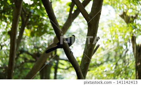 Bird perched in a tree with lush green background Bird perched in a tree with lush green background 141142413