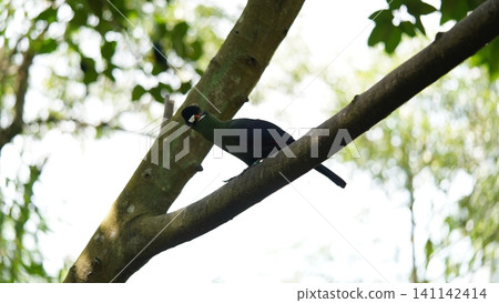 Beautiful Purple Crested Turaco Bird on Branch Beautiful Purple Crested Turaco Bird on Branch 141142414