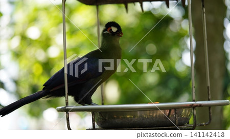 Beautiful White Cheeked Turaco Bird Portrait Photography 141142418