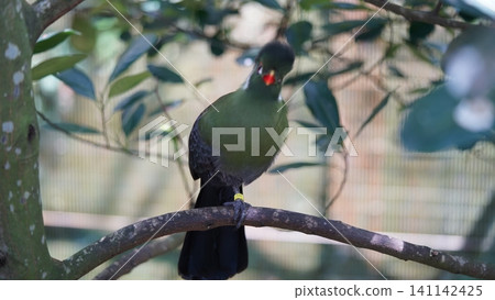 Portrait of a Livingston Turaco Bird in a Tree Portrait of a Livingston Turaco Bird in a Tree 141142425