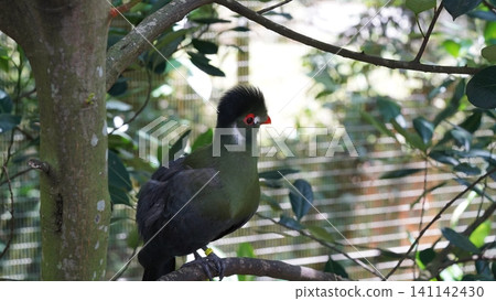 Violet Turaco Bird Portrait in Natural Setting Violet Turaco Bird Portrait in Natural Setting 141142430