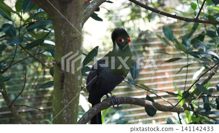 Livingstone's Turaco Portrait Bird on a Branch Livingstone's Turaco Portrait Bird on a Branch 141142433