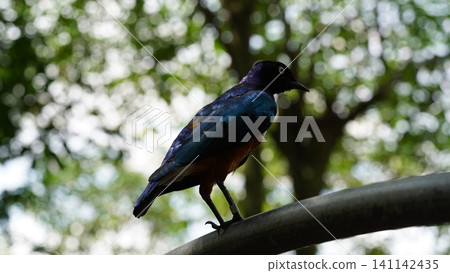 Beautiful Superb Starling Bird Perched Outdoors Beautiful Superb Starling Bird Perched Outdoors 141142435