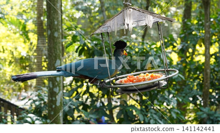 Crested Coua Bird Feeding in the Forest 141142441