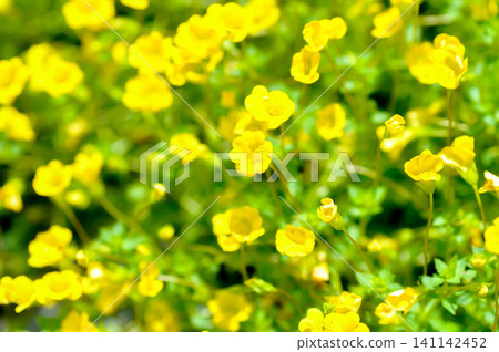 Gold Dust Mecardonia, Mecardonia Gold Dust or Mecardonia procumbens Mill Small or Plantaginaceae or yellow flower 141142452