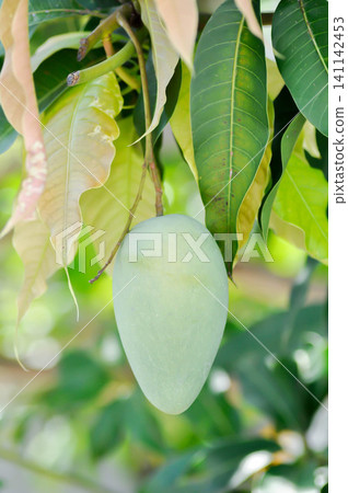 Mangifera indica L, Anacardiaceae or mango fruit on the tree Mangifera indica L, Anacardiaceae or mango fruit on the tree 141142453