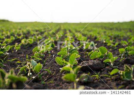 Young soybean plants growing in fertile soil in a cultivated green field during sunset, signifying new growth in agriculture Young soybean plants growing in fertile soil in a cultivated green field during sunset, signifying new growth in agriculture 141142461