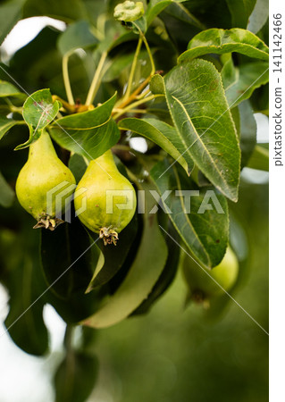 Ripe green pears hanging from a leafy tree branch, showing natural growth in a healthy orchard environment 141142466