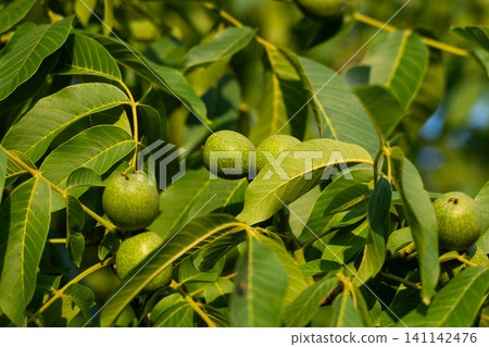 Green walnuts growing on a tree, surrounded by lush leaves, showing early development of organic produce Green walnuts growing on a tree, surrounded by lush leaves, showing early development of organic produce 141142476