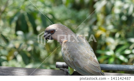 Close Up of a Brown Headed Parrot Bird Close Up of a Brown Headed Parrot Bird 141142487