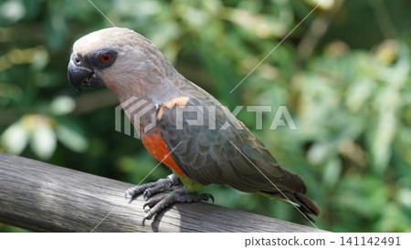 Beautiful Plum Faced Lorikeet Bird Portrait Photography Beautiful Plum Faced Lorikeet Bird Portrait Photography 141142491