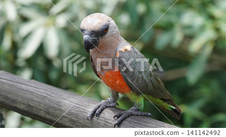 Red Bellied Parrot Bird Portrait Animal Wildlife Nature 141142492