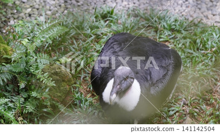 Andean Condor Bird Nature Photography Birdwatching Andean Condor Bird Nature Photography Birdwatching 141142504