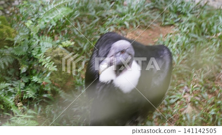Andean Condor Bird in Natural Habitat Close Up View Andean Condor Bird in Natural Habitat Close Up View 141142505