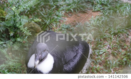 Andean Condor Bird Close Up Portrait in Greenery Andean Condor Bird Close Up Portrait in Greenery 141142506