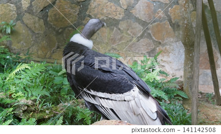 Andean Condor Bird Close Up Wildlife Photography Andean Condor Bird Close Up Wildlife Photography 141142508