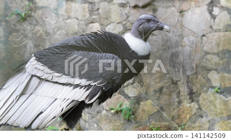 Majestic Andean Condor Close Up Bird Photography Majestic Andean Condor Close Up Bird Photography 141142509