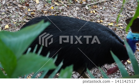 Southern Cassowary Bird in the Forest Southern Cassowary Bird in the Forest 141142517