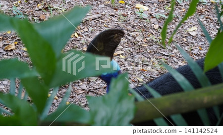 Cassowary Bird in Tropical Forest Wildlife Photography Cassowary Bird in Tropical Forest Wildlife Photography 141142524