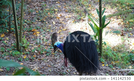 Cassowary Bird in Natural Habitat Wildlife Photography Cassowary Bird in Natural Habitat Wildlife Photography 141142530