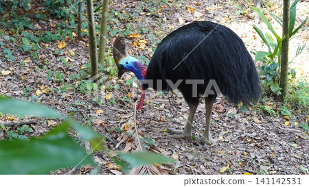 Southern Cassowary in its Natural Habitat in the Forest 141142531