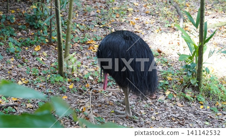 Southern Cassowary Bird Wildlife in the Forest 141142532