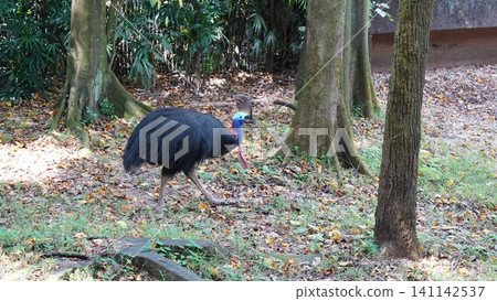 Southern Cassowary Bird in Natural Habitat Photography Southern Cassowary Bird in Natural Habitat Photography 141142537